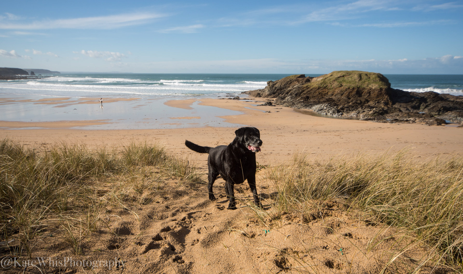 Dog in the dunes at Constantine Bay