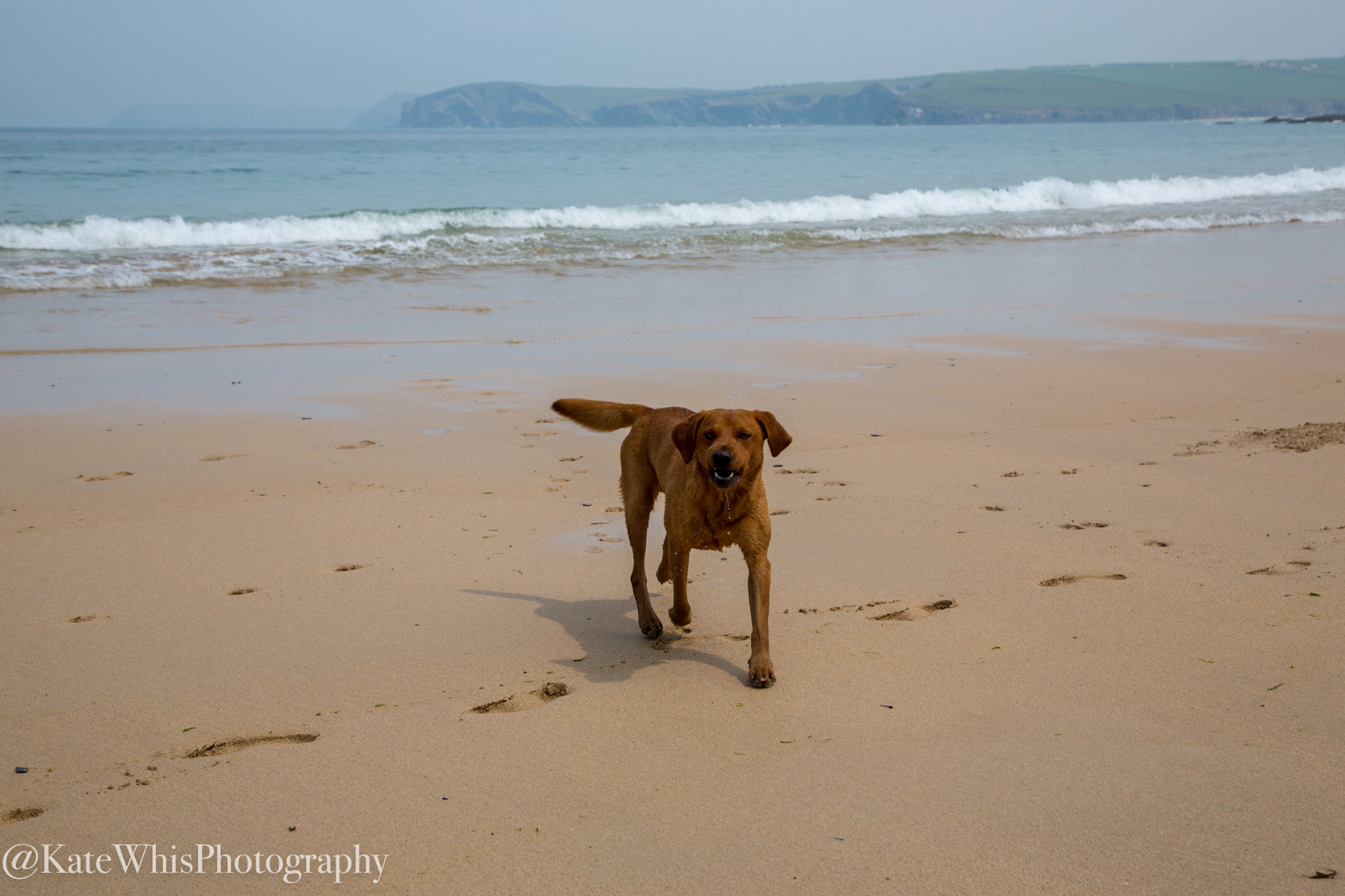 Dog on the beach at Harlyn Bay