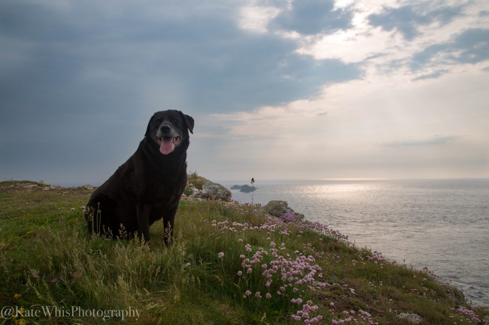 Dog sat on the cliffs at Trevose Head