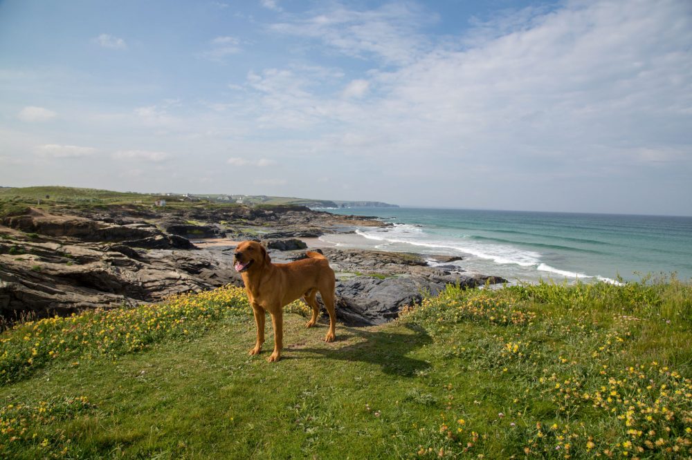 Dog standing on the cliffs at Booby's Bay