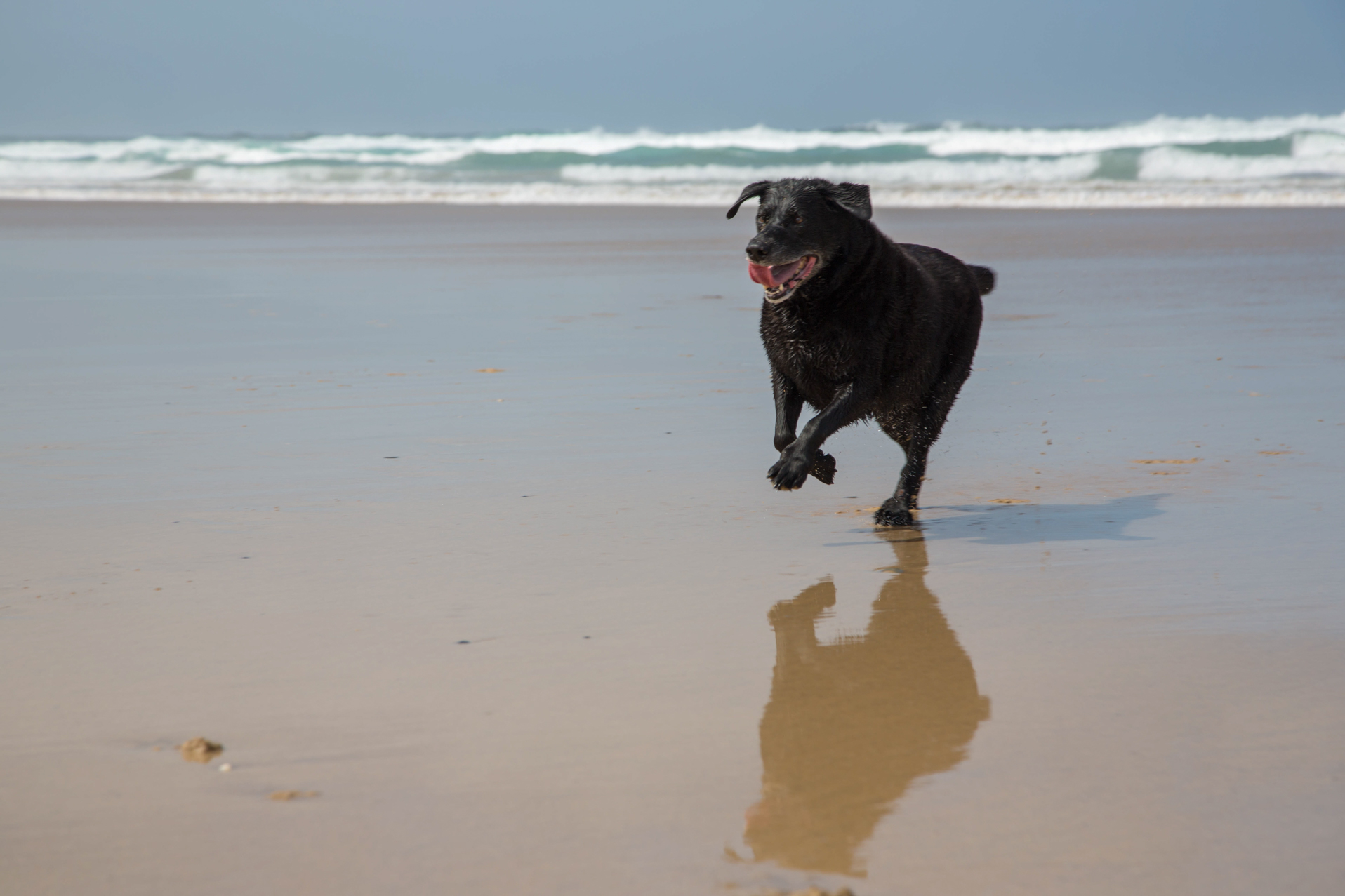 Dog running on Treyarnon beach