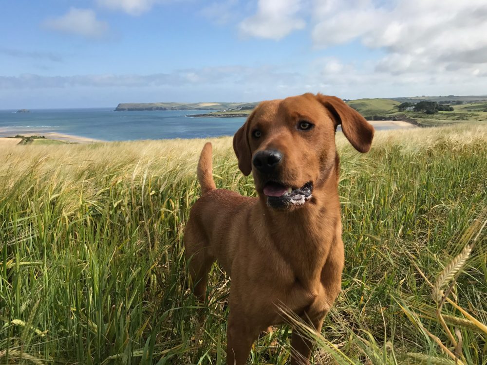 Dog stood in a field overlooking the Camel Estuary