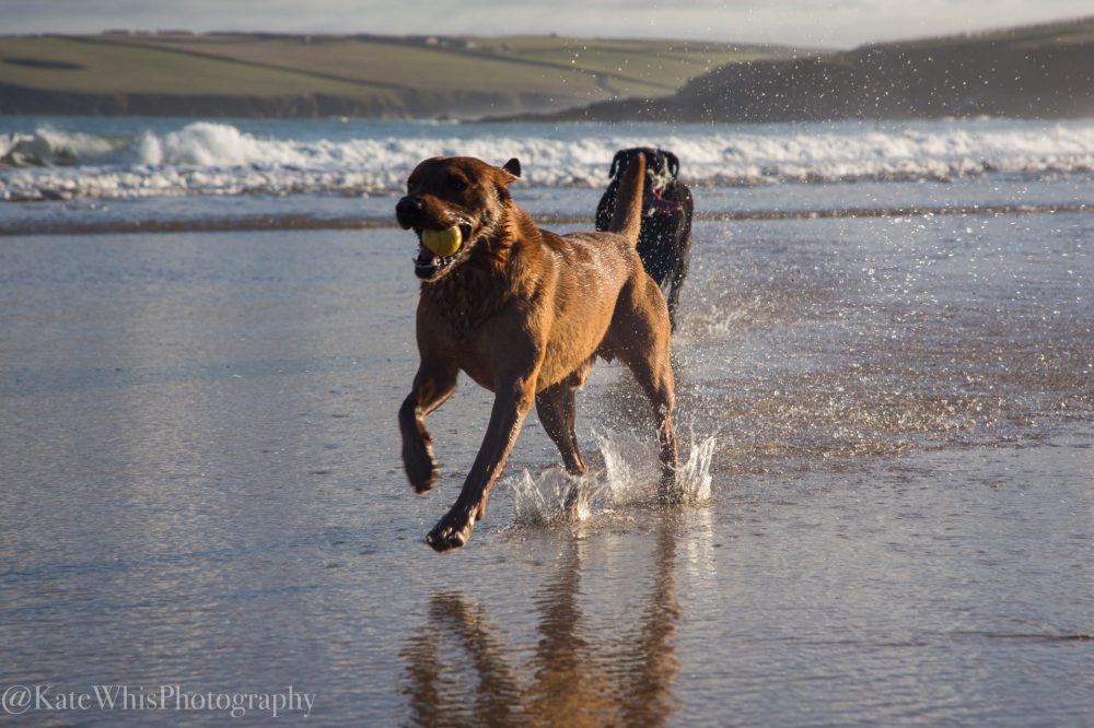 Dogs running out ion the sea at Harlyn