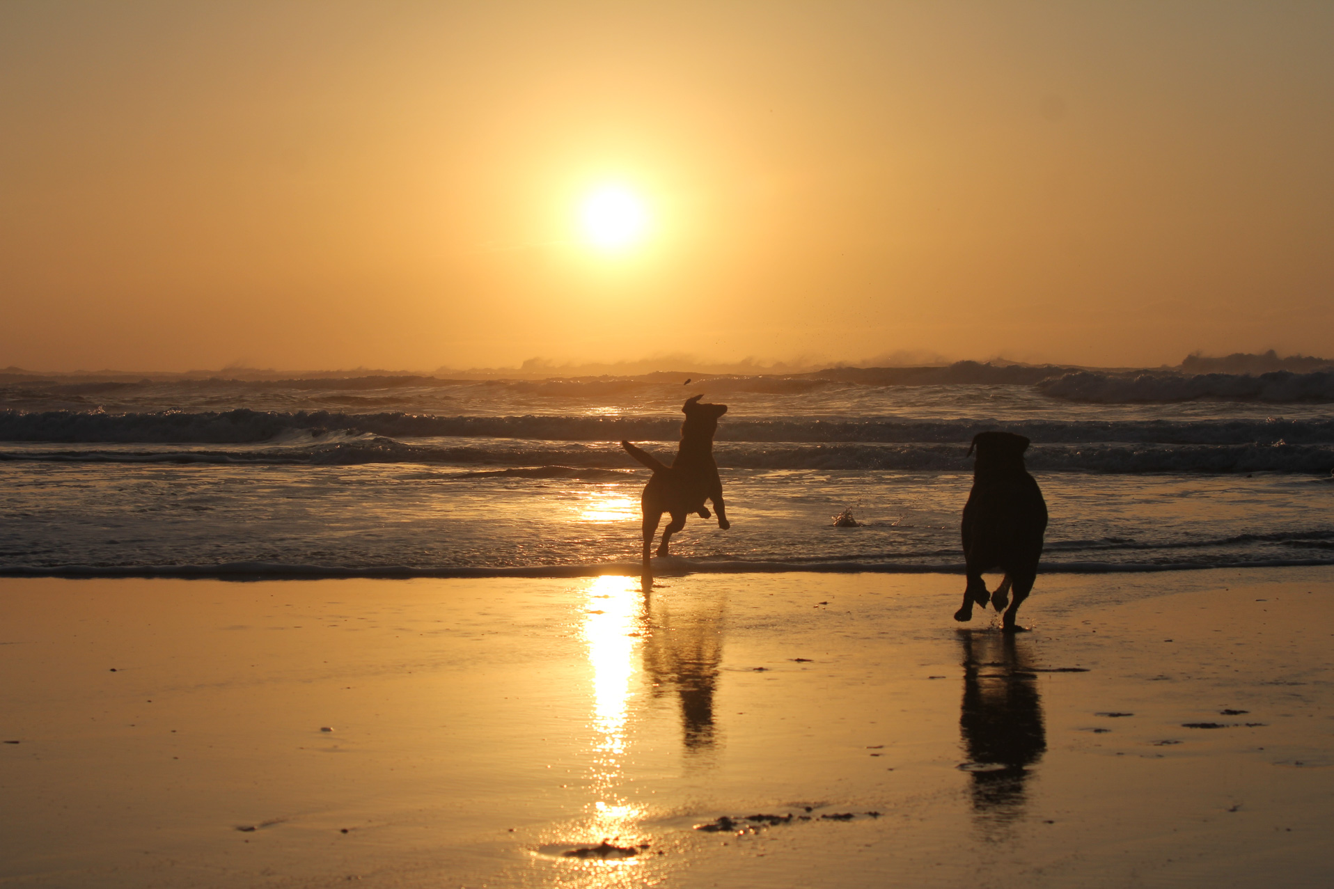 dogs running into the sea at sunset in Treyarnon