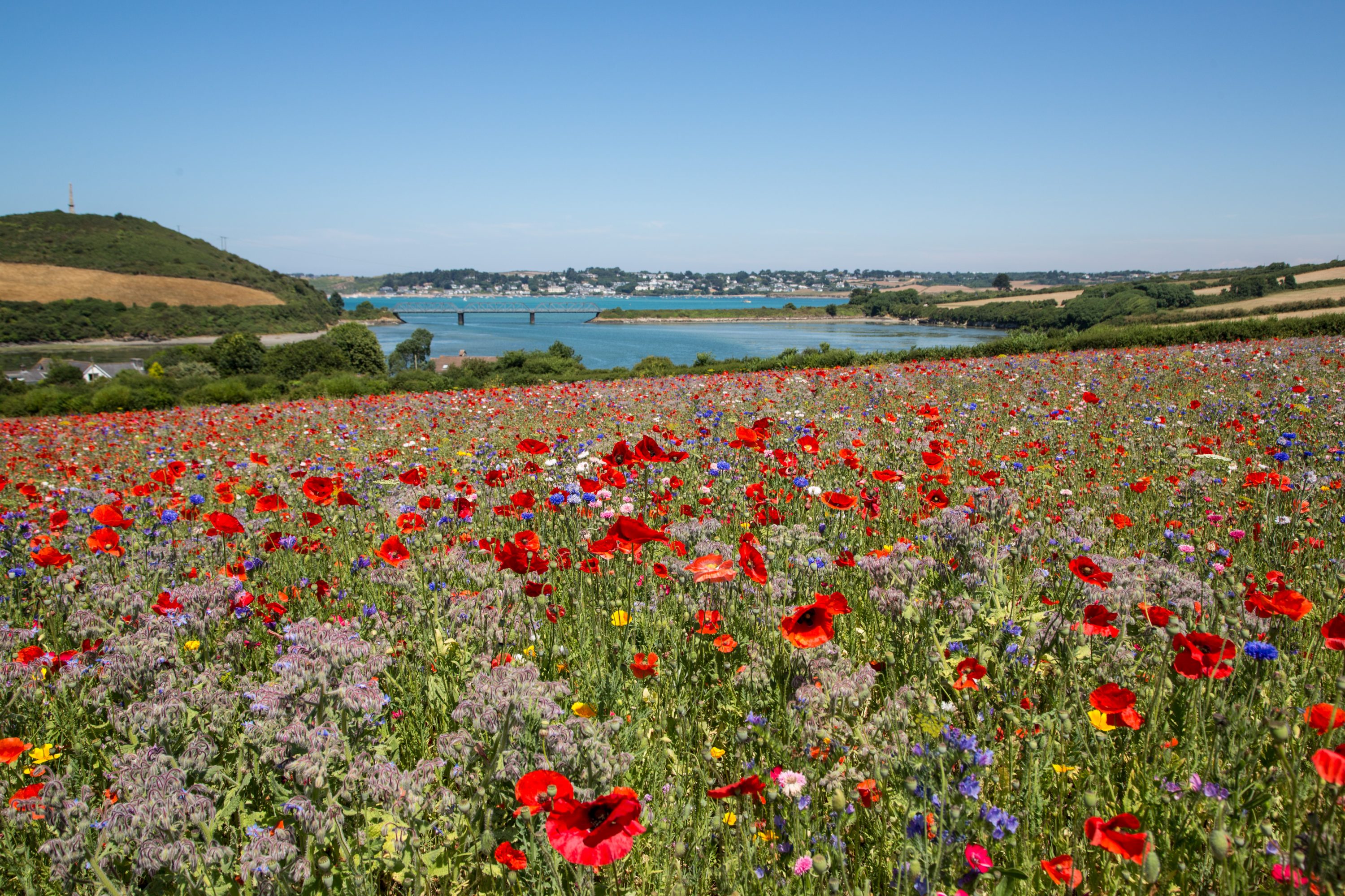 A field of poppies overlooking the iron bridge