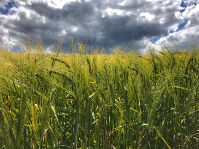 barley field with black clouds behind