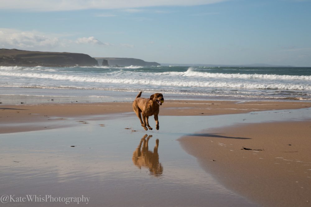 dog running on Constantine Bay beach