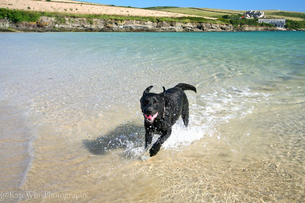 Dog in the sea at Tregirls