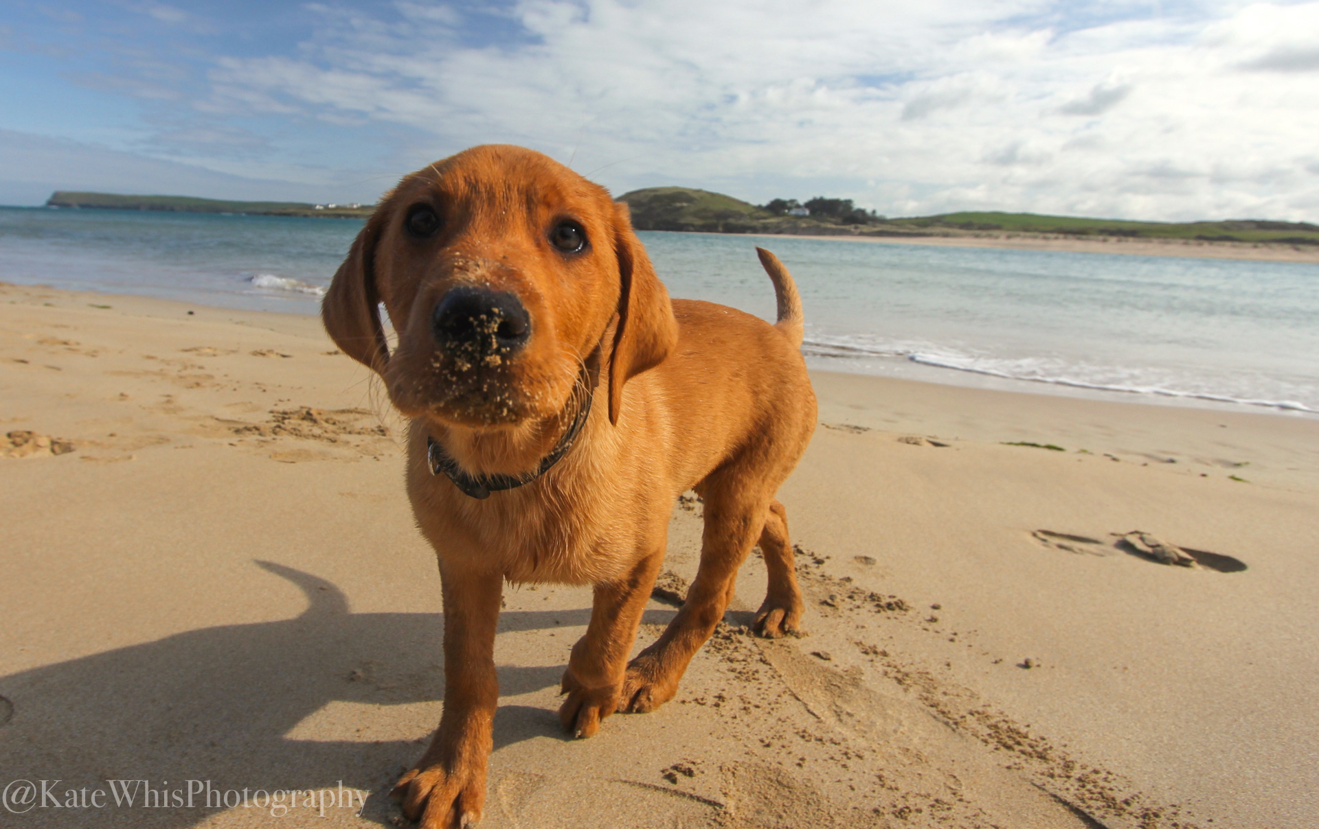 Fox Red Labrador puppy on the beach