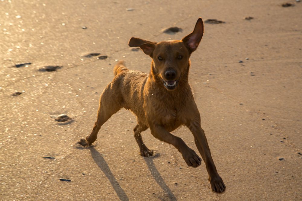 Dog on a Rock beach